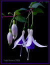 گوشواره